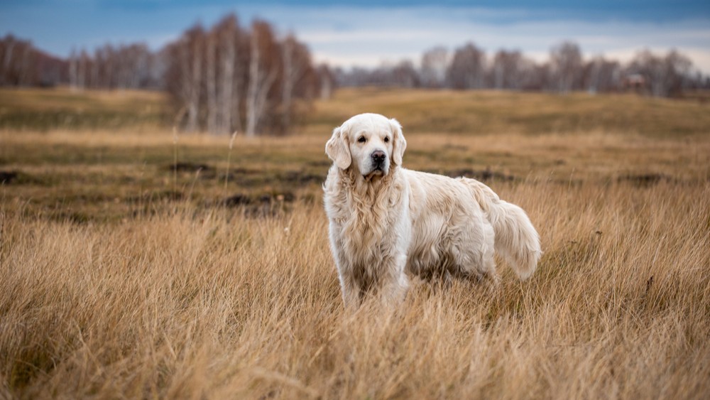 Što znači sanjati bijelog psa? Donosimo 11 tumačenja