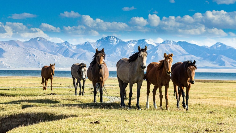 Što znači sanjati konja? Donosimo 13 tumačenja
