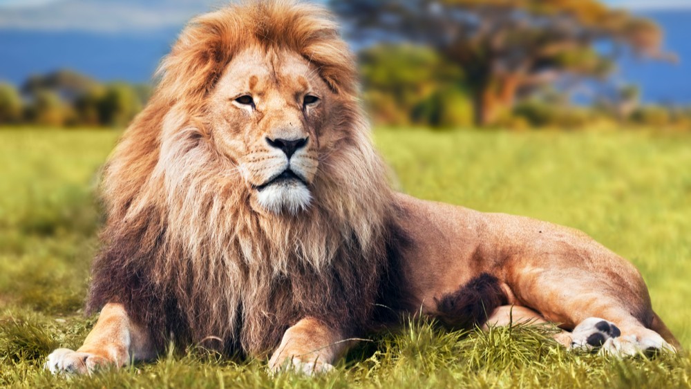 Što znači sanjati lava ili divlju životinju? Evo 11 simbolika